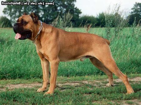 Cane Corso Hunde Foto 9609 Cane Corso MAIKOL - import from Italy. Most tittled CC's male in Poland! Pizza Show Winner