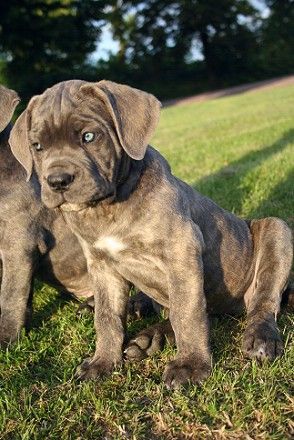 Cane Corso Angelo del guardiano mamasita