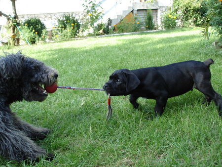 Cane Corso Hunde Foto 34011 Cane Corso Tauziehen...
