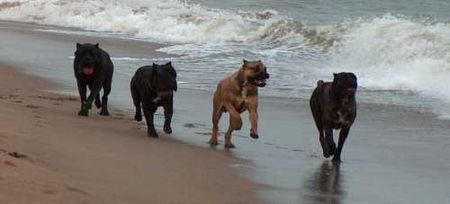 Cane Corso Hunde Foto 27977 in höherer Auflösung ansehen Cane Corso Porta dell' Inferno