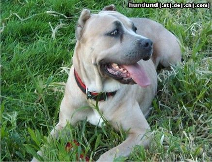 Cane Corso Hunde Foto 6060 Cane Corso Greta