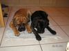 Cane Corso Foto: Zeus & Sharon beim gutti (ID 16695) Cane Corso Hund