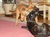 Cane Corso Foto: auch streit muss sein (ID 16725) Cane Corso Hund