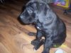 Cane Corso Hund