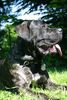Cane Corso Foto: Aysha (ID 13272) Cane Corso Hund