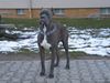Cane Corso Foto: ONYX (ID 19800) Cane Corso Hund