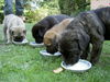 Cane Corso Foto: meine Geschwister (ID 29226) Cane Corso Hund