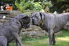 Cane Corso Hund