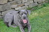 Cane Corso Hund