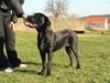 Cane Corso Foto: Jenny 6 Monate (ID 20285) Cane Corso Hund