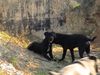 Cane Corso Foto: Cane Corso's beim Spielen (ID 20286) Cane Corso Hund