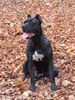 Cane Corso Foto: Venus, Hündin schwarz-gestromt (ID 7975) Cane Corso Hund