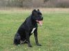 Cane Corso Foto: India im Alter von 14 Monaten (ID 7970) Cane Corso Hund