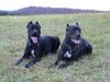Cane Corso Foto: India und Venus (ID 7971) Cane Corso Hund