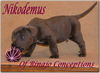 Cane Corso Foto (ID 29536) Cane Corso Hund