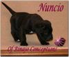 Cane Corso Foto (ID 29537) Cane Corso Hund