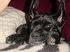 Cane Corso Foto: Ich woolte mal sehen,ob ich als Schäferhund genauso gut aussehe (ID 23826) Cane Corso Hund