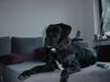 Cane Corso Foto (ID 18510) Cane Corso Hund
