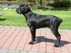 Cane Corso Hund