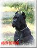 Cane Corso Foto (ID 29544) Cane Corso Hund