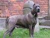 Cane Corso Foto (ID 24029) Cane Corso Hund