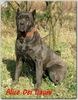 Cane Corso Foto (ID 29555) Cane Corso Hund