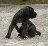 Cane Corso Foto: Aurelia (ID 21519) Cane Corso Hund