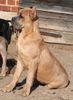 Cane Corso Foto: Aurora, 6 Monate (ID 11563) Cane Corso Hund