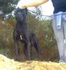 Cane Corso Foto: Ch. Rothorm Jy Dream Aurum (ID 6695) Cane Corso Hund