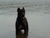 Cane Corso Foto: Venus im Alter von 2 Jahren und 8 Monaten (ID 7617) Cane Corso Hund