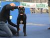 Cane Corso Foto: India im alter von 14 Monaten/ Ausstellung Italien (ID 7619) Cane Corso Hund