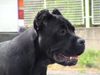 Cane Corso Foto: India im Alter von 7 Monaten/ schwarz (ID 7966) Cane Corso Hund