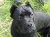 Cane Corso Foto: India im Alter von 7 Monaten/ schwarz (ID 7967) Cane Corso Hund