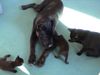 Cane Corso Foto: India mit Katzebabys (ID 7968) Cane Corso Hund