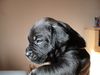 Cane Corso Foto: Ayla mit 25 Tagen (ID 16271) Cane Corso Hund