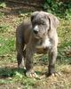 Cane Corso Foto: Azzuro (ID 21520) Cane Corso Hund