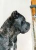Cane Corso Foto: Deutscher Ch. Akira (ID 7947) Cane Corso Hund
