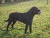 Cane Corso Foto: Känsch Däää (ID 6934) Cane Corso Hund