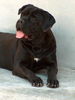 Cane Corso Foto: Porta dell' Inferno (ID 27968) Cane Corso Hund
