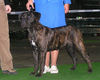 Cane Corso Foto: Demetras zweite Ausstellung (ID 26932) Cane Corso Hund