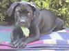 Cane Corso Foto: Vito (ID 12936) Cane Corso Hund