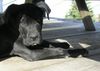 Cane Corso Foto: Bonie - 6 months (ID 14010) Cane Corso Hund