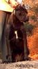 Cane Corso Foto: Rothorm Jy Dream Brava (ID 6696) Cane Corso Hund