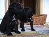 Cane Corso Foto: ICH HAB DICH LIEB... (ID 16273) Cane Corso Hund