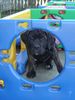 Cane Corso Foto: Ihna (ID 14434) Cane Corso Hund