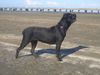 Cane Corso Foto (ID 34141) Cane Corso Hund