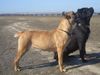 Cane Corso Foto (ID 34136) Cane Corso Hund