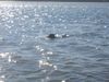 Cane Corso Foto: Meister im Schwimmen :o) (ID 34142) Cane Corso Hund