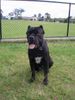 Cane Corso Foto (ID 34145) Cane Corso Hund