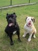 Cane Corso Foto: Mein Freund Badger (ID 34147) Cane Corso Hund